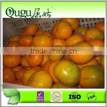 Fresh orange price