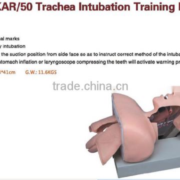 50 Trachea Intubation Training Model