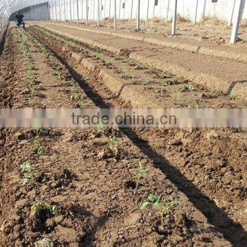 two row transplanting onions by hand in China