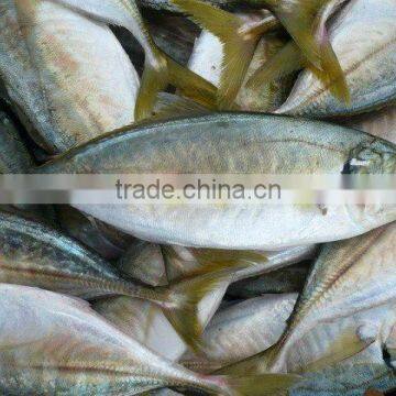 FROZEN YELLOW TAIL SCAD WHOLE ROUND