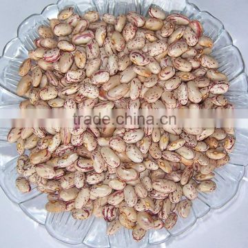 Speckled kidney bean 2014 harvest crop