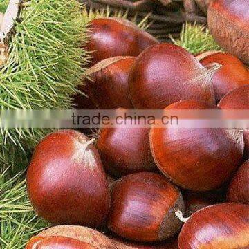 brigh color fresh chestnut