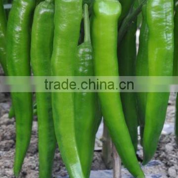 Hot sale hybrid high yield chili pepper seeds for growing-Xian Mei