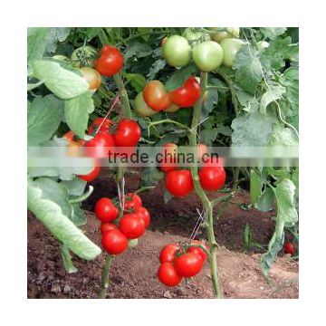 Good quality Hybrid red fruit Tomato seeds for growing- Holland No.4