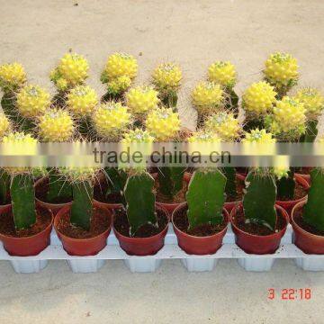 Grafted mini cactus bonsai
