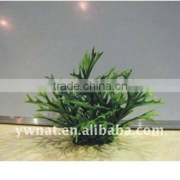 aquarium plants