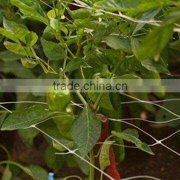 Tomato trellis makes you enjoy juicy and clean tomatoes in your garden