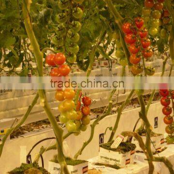 High Quality Save Tomato PP Twine photo-2
