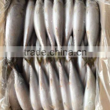 High Quality Fish Land Frozen Pacific Mackerel 150g-200g photo-3