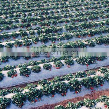 Black and Silver PE Biodegradable Mulch Film for Agriculture Greenhouse photo-2