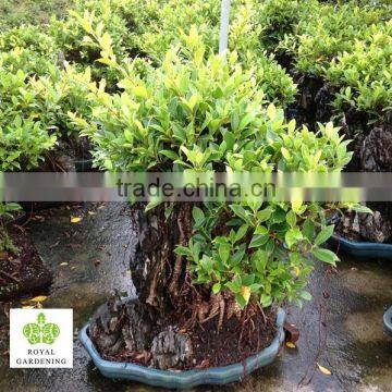 Ficus Stone Bonsai