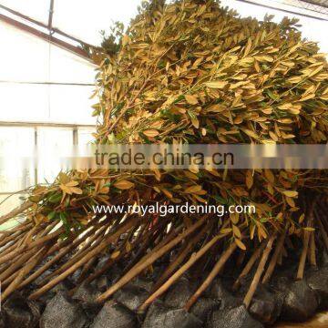 Magnolia Grandiflora Cold Hardy Landscaping Trees photo-4