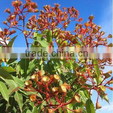 Eucalyptus Oil Use in Food Additive and Get Cinelo