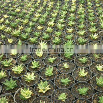 Haworthia Limifolia Variegated