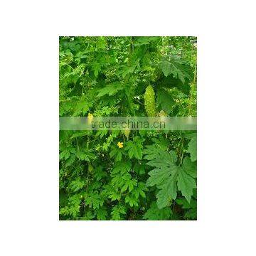 Momordica Charantia photo-2