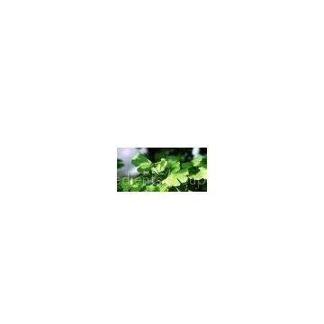 Ginkgo Biloba Extract