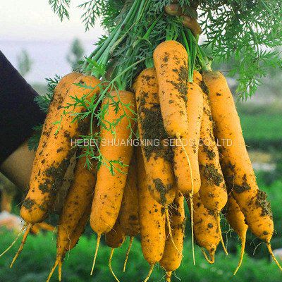 Chinese good quality yellow skin hybrid carrot seeds for sale