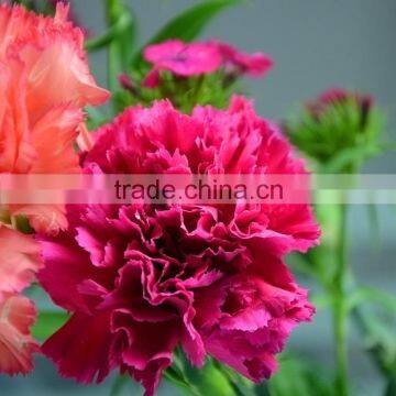 Bottom Price Bett Carnation Flowers Rose Red photo-3