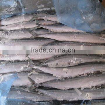 Seafrozen Pacific Saury wr photo-3