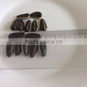 export sunflower seeds black sunflower seed market price