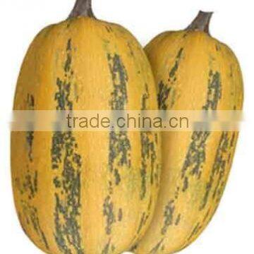 Gold ingots 1 hybrid f1 seed squash seeds