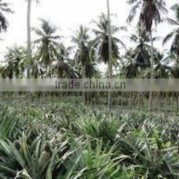 Suvimie Fresh Sri Lankan Pineapples photo-2