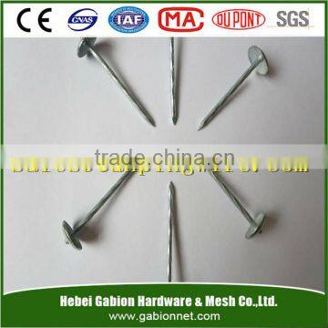 zinc coated unbrella head iron roofing nails