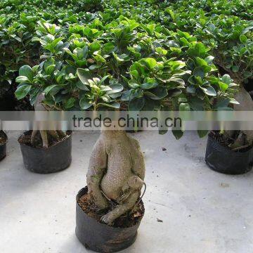 Chinese indoor ficus for export