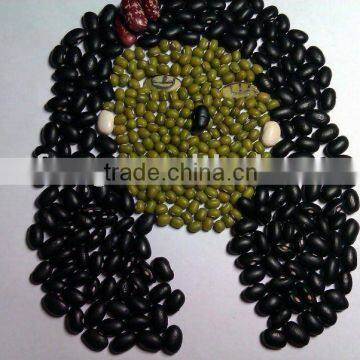 Black Kidney Bean/black turtle bean/black bean/small black bean( 2010 crop, hps, heilongjiang origin)