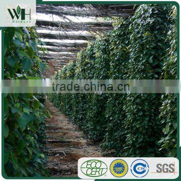 Kampot Bulk Black Pepper 570GL With Good Rate photo-5