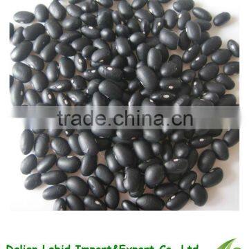 New Arrival Turtle Black Kidney Beans Chinese