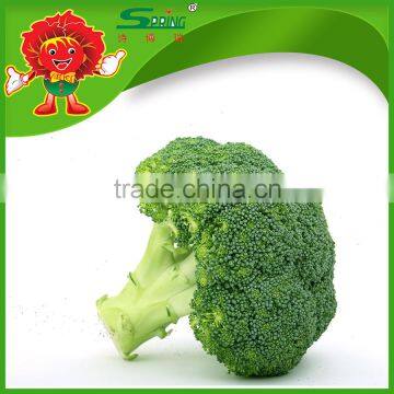 Green vegetables IQF broccoli