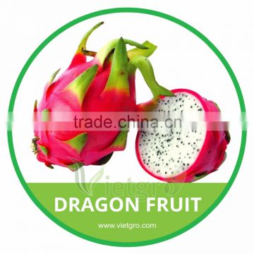 HIGH QUALITY FRESH WHITE DRAGON FRUIT // PITAYA // VIETNAMESE EXOTIC FRUITS