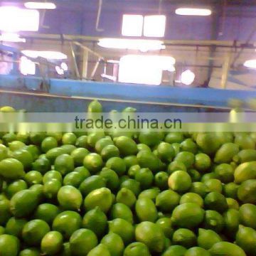 Lemon Type and Common Cultivation Type wholesale price fruit Egyptian lemon for export