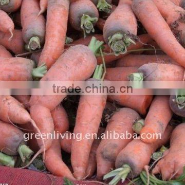 2014 chinese good price fresh carrot