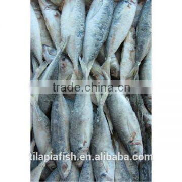 Fresh Namibia horse mackerel whole round