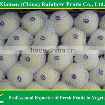 Golden Apple photo-6