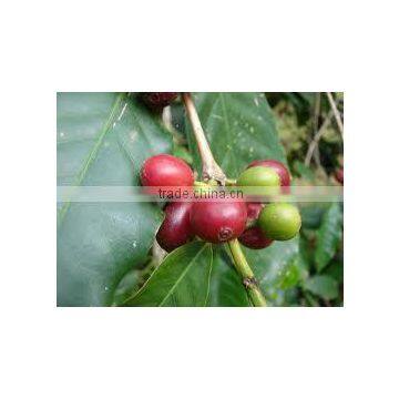 Coffea arebica (Arabian Coffee)