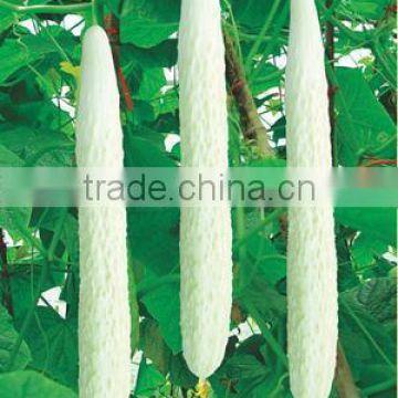 2015 Hybrid white cucumber seeds seeds for growing-Shu Xin F1