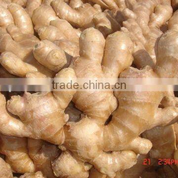 Fresh Mature Ginger photo-5