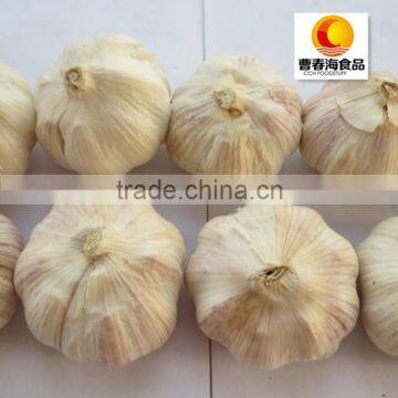 Healthful Normal White Garlic photo-2