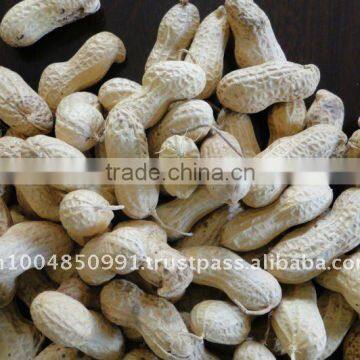 Indian peanut in shell