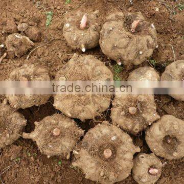 Low Calories Gluten Free Spaghetti Shirataki photo-6