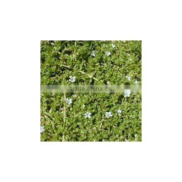 BACOPA DRY EXTRACT photo-4