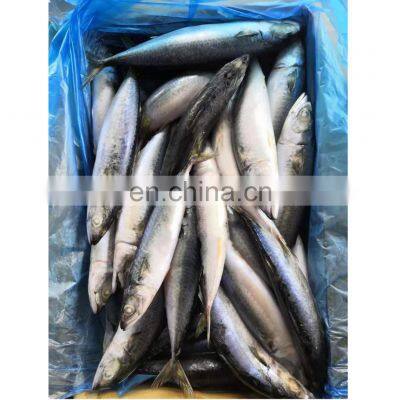 frozen mackerel frozen pacific mackerel fish scomber japonicus