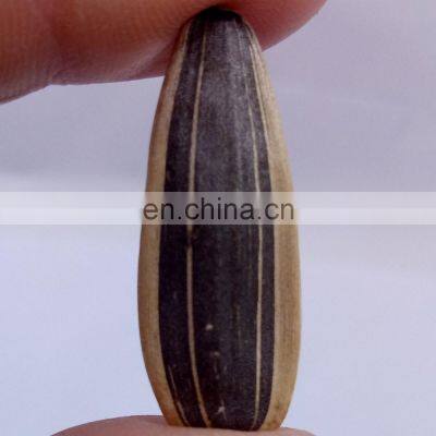 Salted Sunflower Seeds for South Africa photo-4