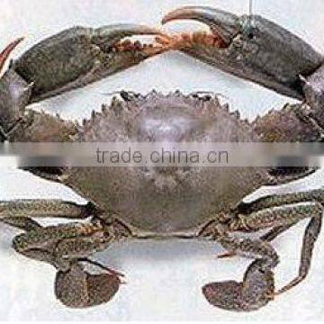 frozen mud crab for sale