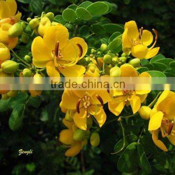 Cassia Bicapsulafis, Flower Seed,herb Seed,vegetalbe Seed,fruit Seed,grass Seed photo-5