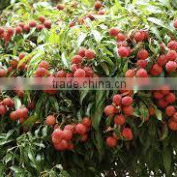 GOOD QUALITY VIETNAM FRESH LYCHEE photo-4