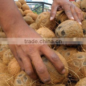 GRADE A Fresh tasty Water Coconuts